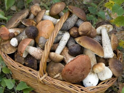 Autorizzazioni alla raccolta dei funghi epigei spontanei(art 8 lr 16/99).Cessazione del pagamento mediante bollettino postale